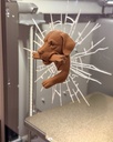 Perro rompiendo el vidrio, un modelo AMS